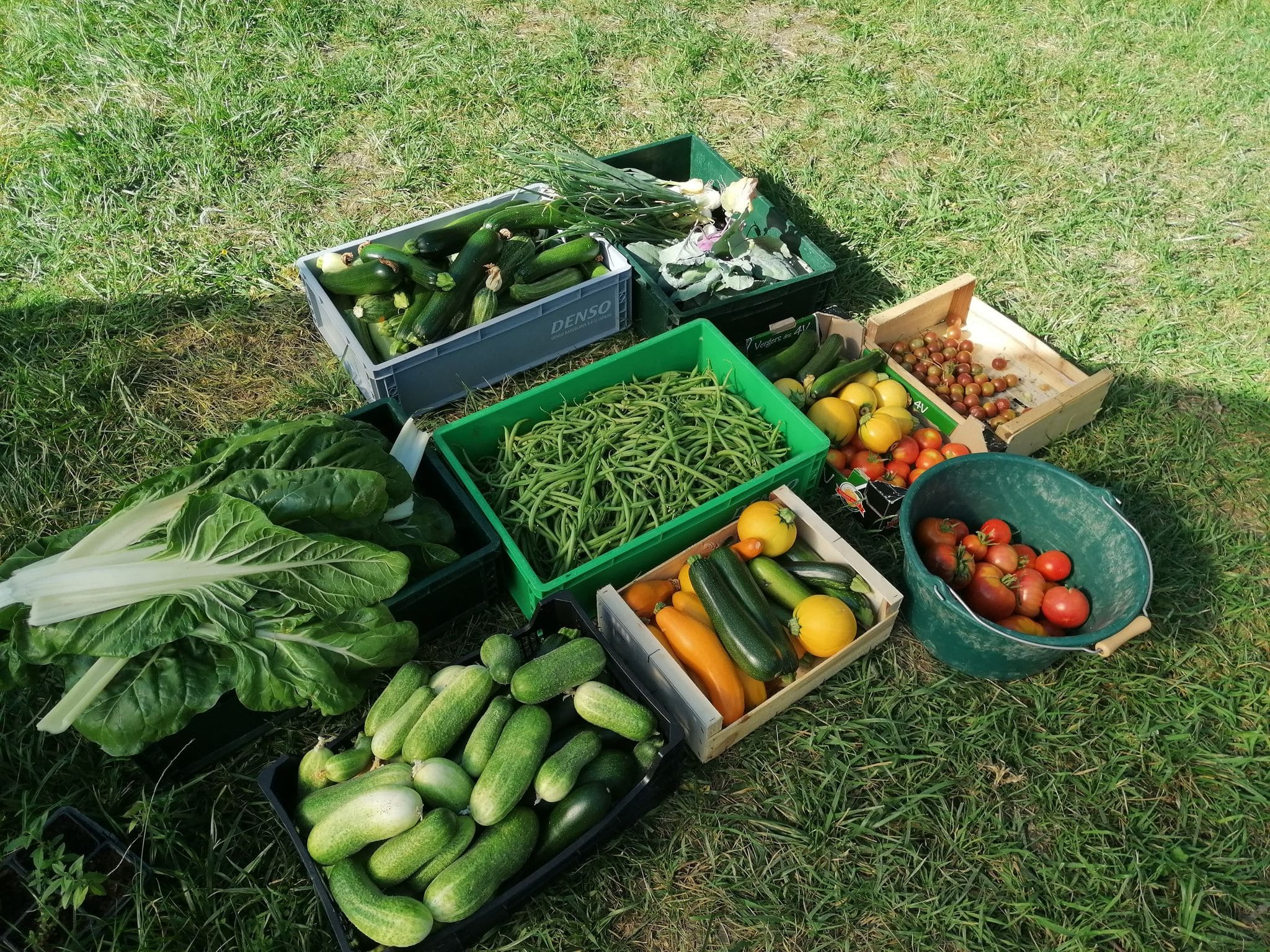 Recolte lgumes plantation 1